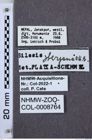 Etiketten zu Silesis sherpana (NHMW-ZOO-COL-0008764)